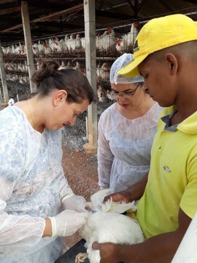Instituto Mineiro de Agropecuária adota rotina especial durante alerta contra gripe aviária