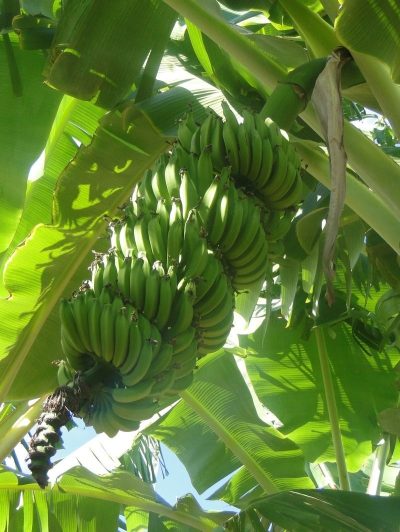 Epamig avalia alternativas para minimizar prejuízos de doença em bananeiras
