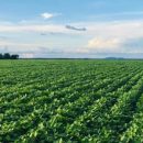 Epamig integra projeto de agricultura regenerativa em fazendas de milho e soja de Goiás